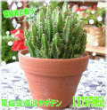 �ż��ȵۼ����ܥƥ�