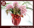 �͵��ο��餭������ԥ��塼��ڥ�ȥ�ޡ��٥��15,000�ߡ�����̵���ۤ������б����ͥå��ò���