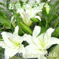 �����ʤ��ե塼�ͥ��Flower.