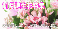 11月の誕生花【ブバリア】特集