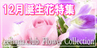 12月の誕生花【デンファレ】特集