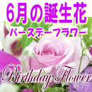 6月の誕生花【バラ(薔薇)】特集