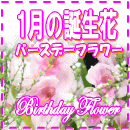 1月の誕生花特集