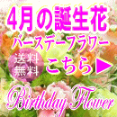 4月の誕生花特集