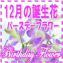 12月の誕生花特集