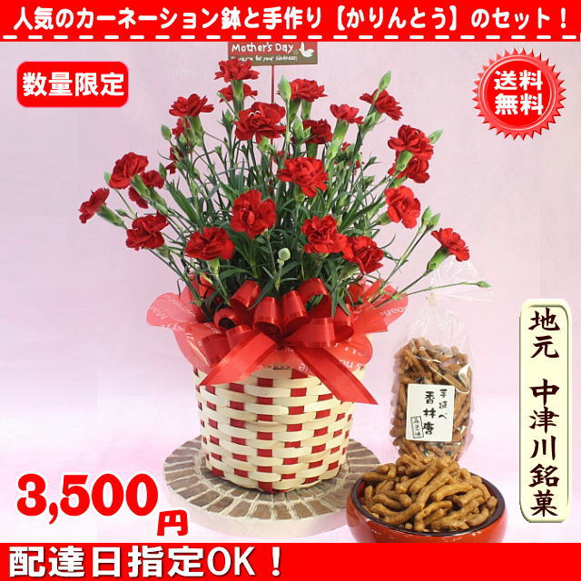 カーネーション5号花鉢と地元名物味噌かりんとうのセット【送料無料】