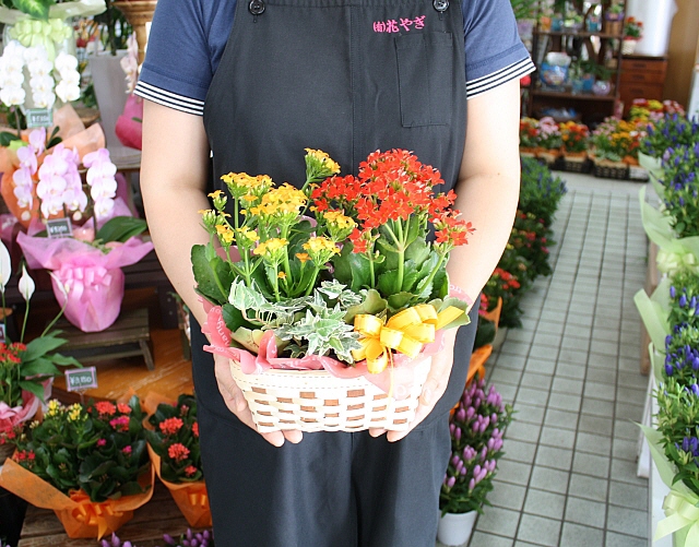 長寿花鉢3,500円【送料無料】