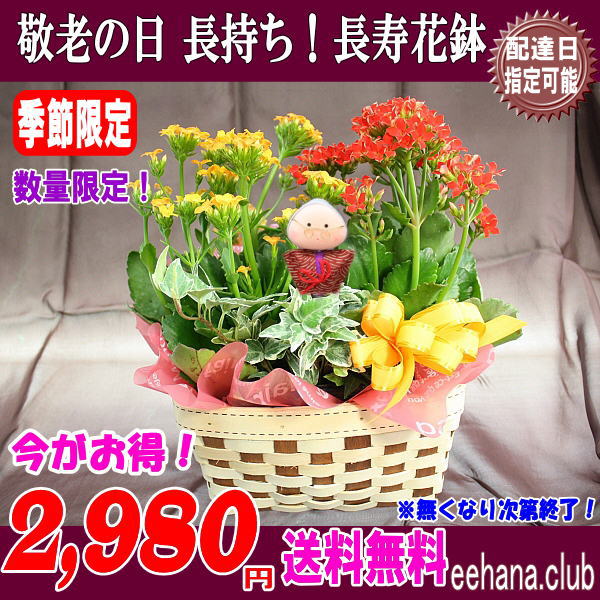 長寿花鉢2,980円【送料無料】